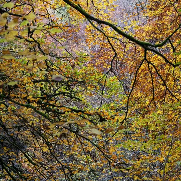 Helen Talbot - Fragrant spreading woods