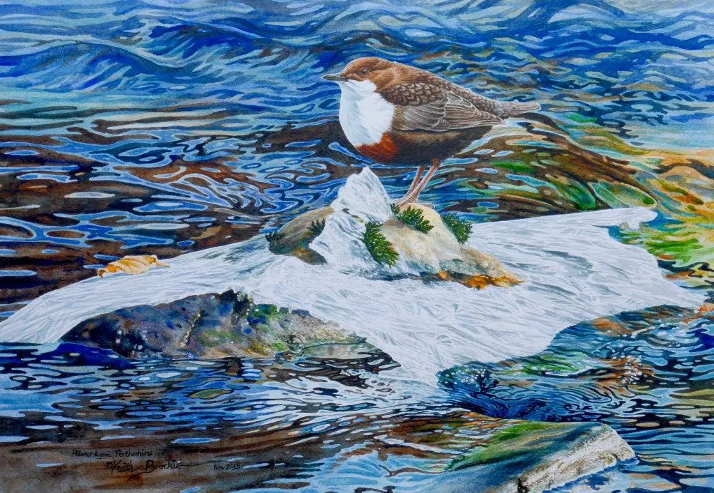 Keith Brockie - Dipper