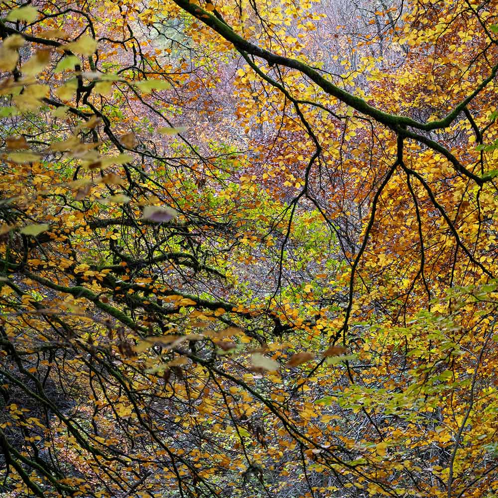Helen Talbot - Fragrant spreading woods